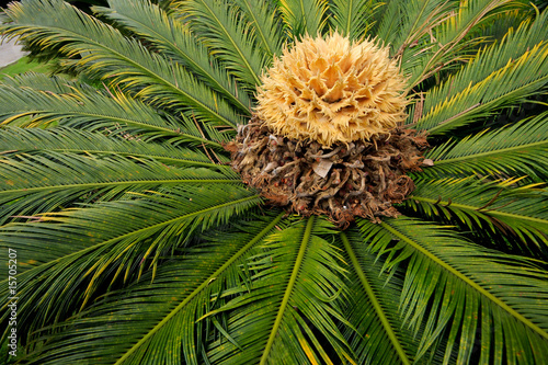 Close-up of a flowering Chinese cycad plant photo