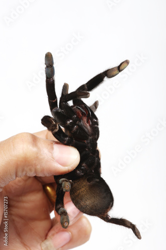 a studio photo of a tarantula being held up