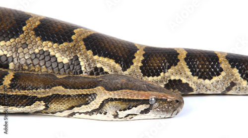 a photo of anaconda on white
