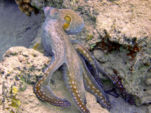 Krake / Octopus #15708416