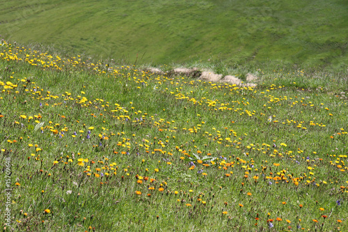 Blumenwiese photo