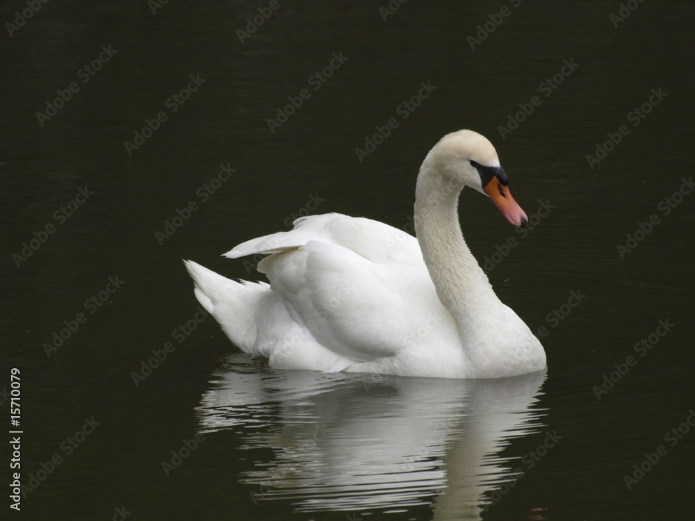Cisne blanco en el palacio imperial de Tokio Cisne blanco en el palacio imperial de Tokio