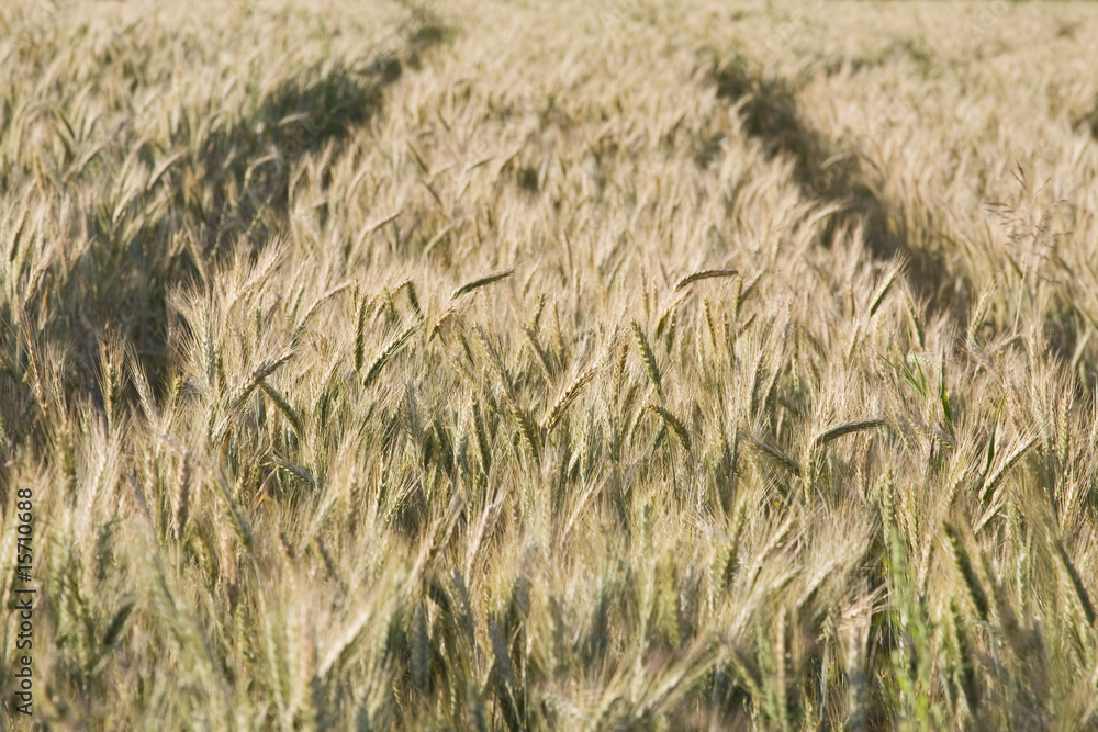 Fototapeta premium getreide