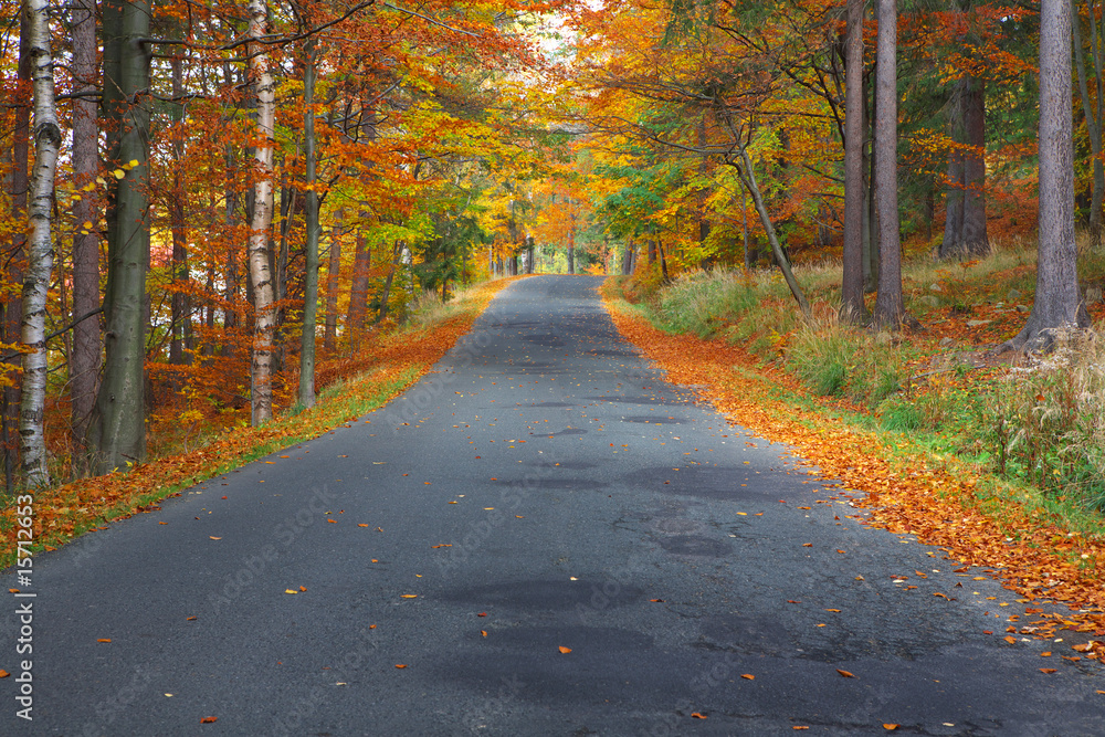Obraz premium Road in colorful forest