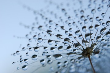 Deken met foto Paardenbloem met waterdruppels dandelion seeds  © Anette Linnea Rasmus