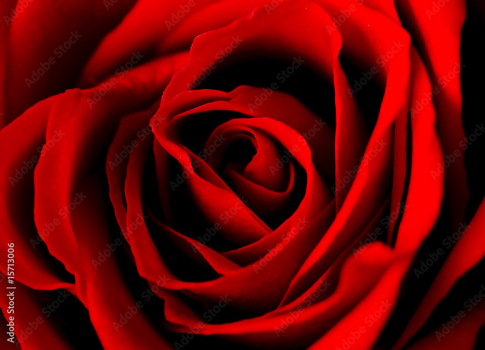 rose of love