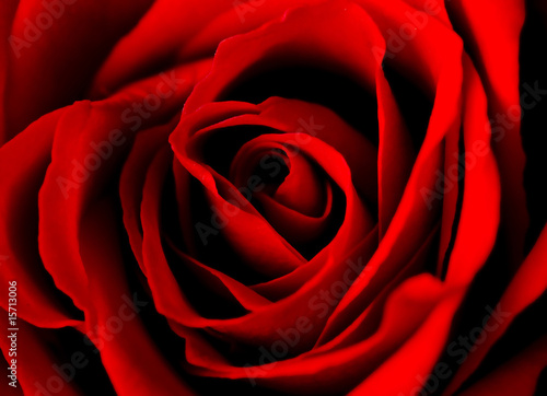 Obraz na płótnie rose of love w salonie