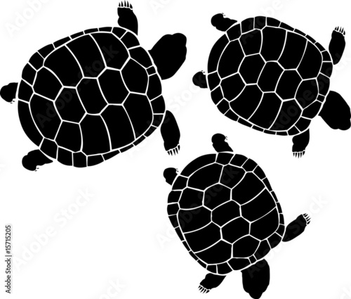 three turtles