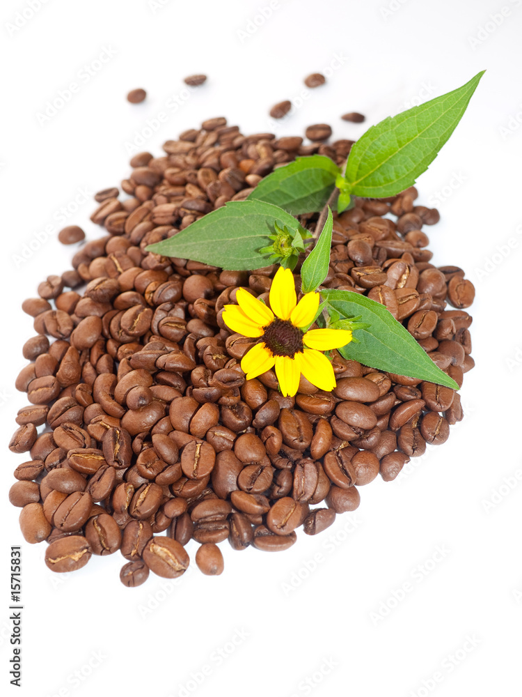 Obraz premium Coffee beans and yellow camomile.