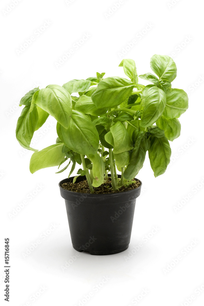 Basil