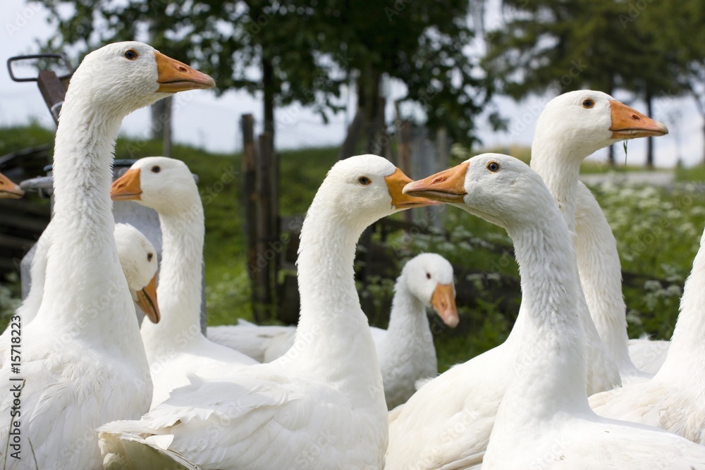 Domestic Geese Domestic Geese