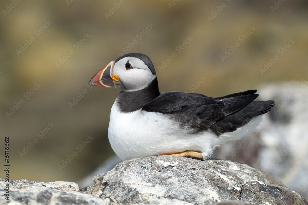 Puffin Puffin