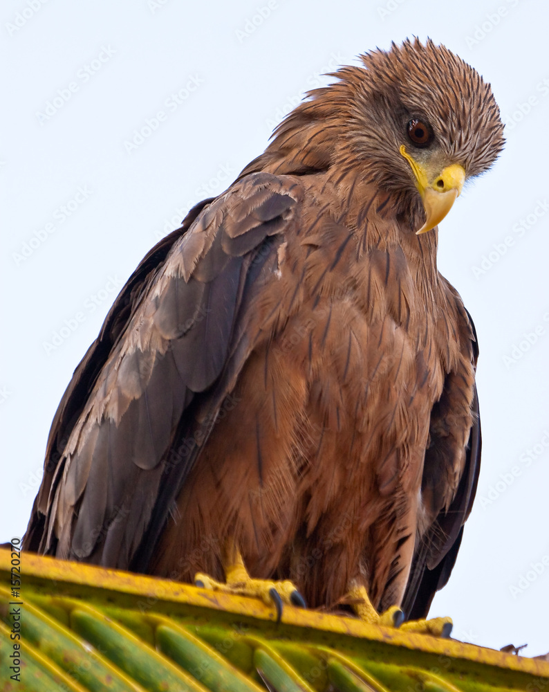 Fototapeta premium Black kite bird sitting in a tree