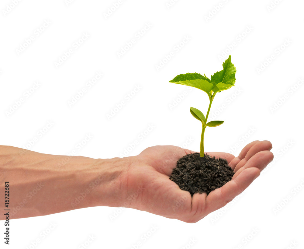 Sapling Sapling
