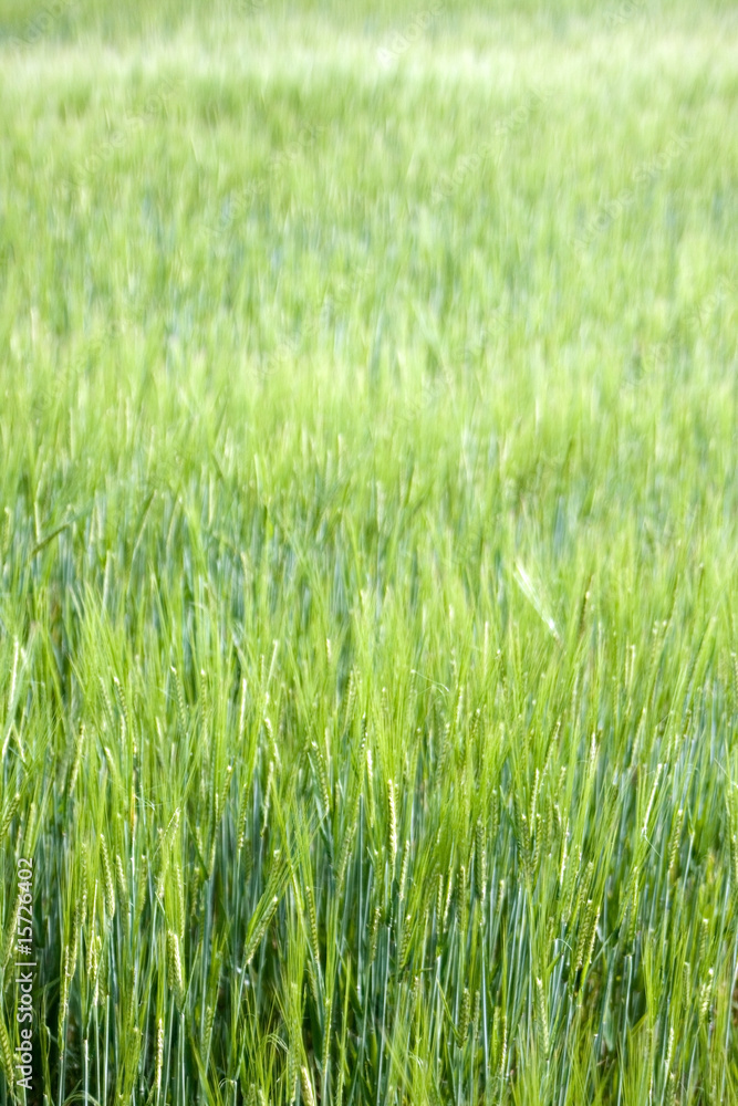 A field of tall green grass in summer with short depth of field A field of tall green grass in summer with short depth of field