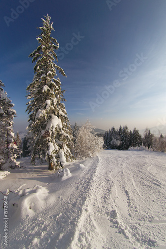 Winter at mountains photo