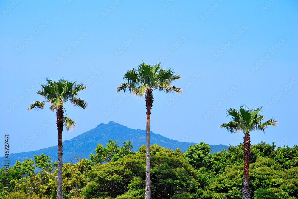 Tropical coconut trees with majestic mountain