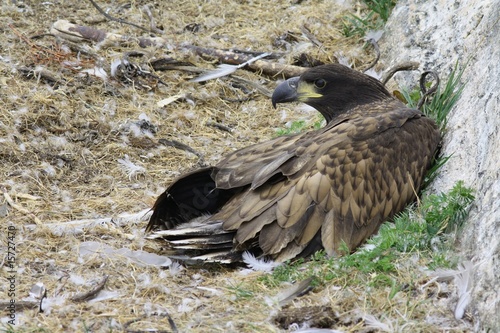 Young White tailed Eagle photo