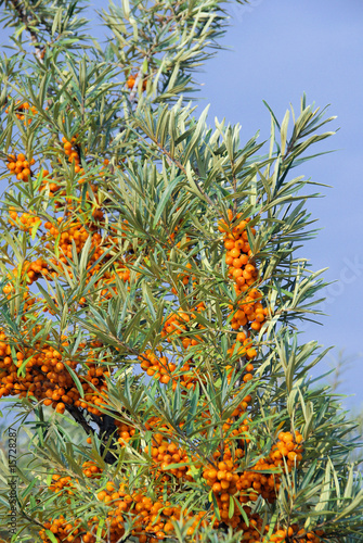 Sanddorn - sallow thorn 17