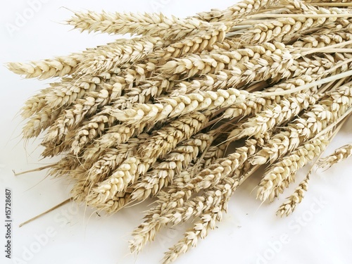 ears of wheat corn