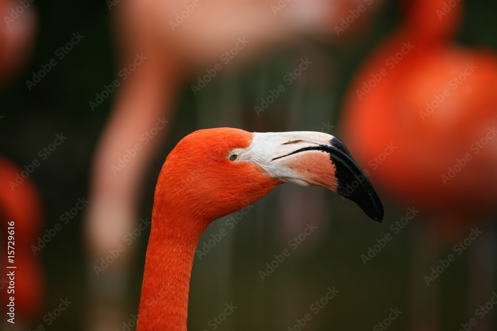 Fototapeta premium Chileflamingo