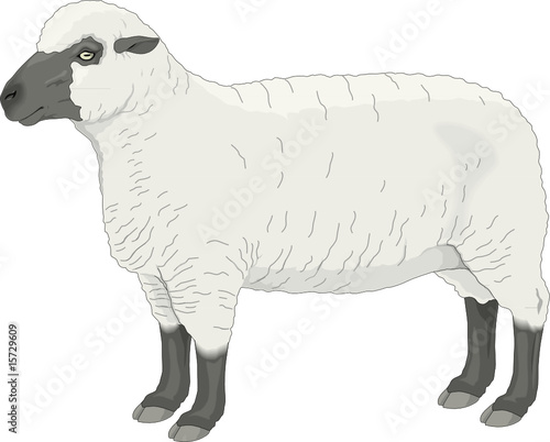 SHEEP, vector