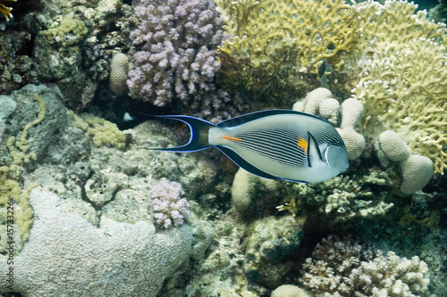 sohal surgeonfish