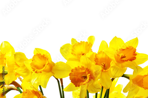 Fototapeta Naklejka Na Ścianę i Meble -  Yellow daffodils