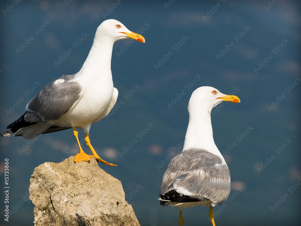 Obraz premium seagull and ocean