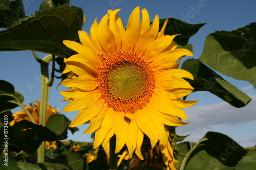 Sonnenblume
