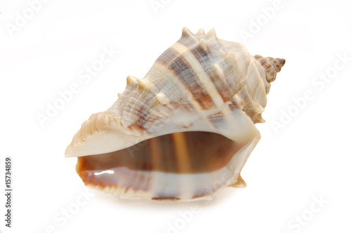 Sea cockleshell photographed in white background