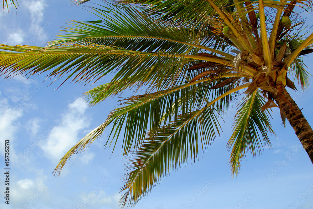 Fototapeta premium palme