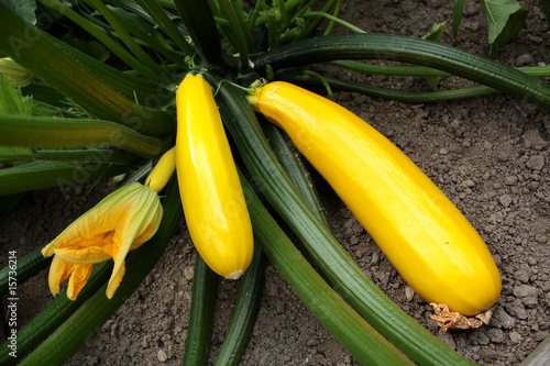 Fotografi Courgettes jaunes et fleur