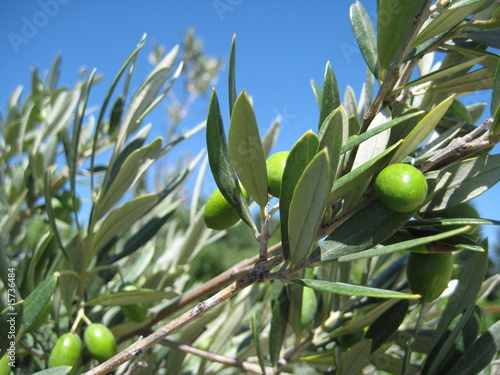 Que d'olives !