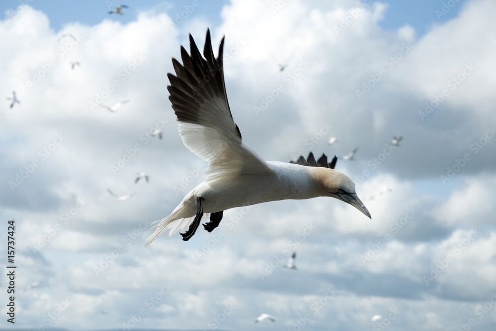 Obraz premium Gannet