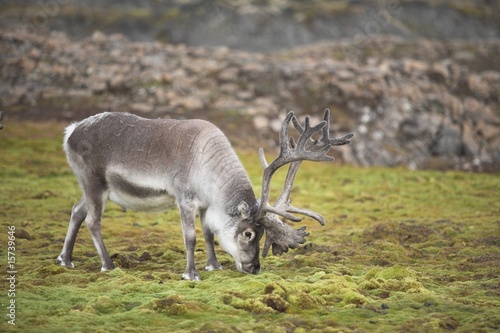 Reindeer in tundra photo