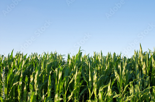 cornfield