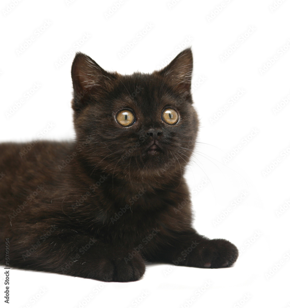 Black kitten.