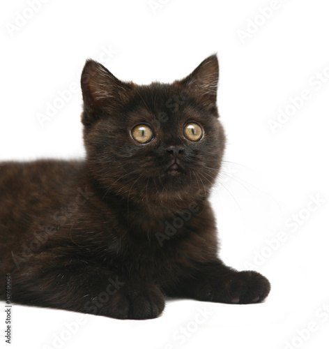 Fototapeta Naklejka Na Ścianę i Meble -  Black kitten.