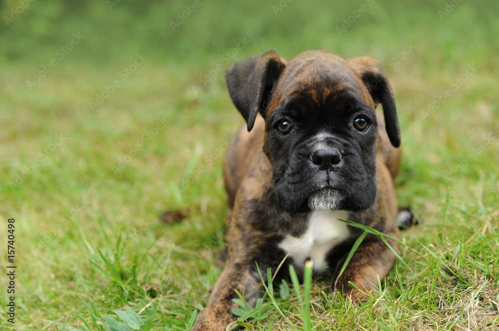 Boxer 218 Boxer 218