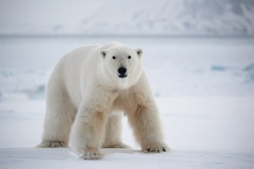 Wandcirkels Ijsbeer Imposante ijsbeer in poollandschap  © Incredible Arctic