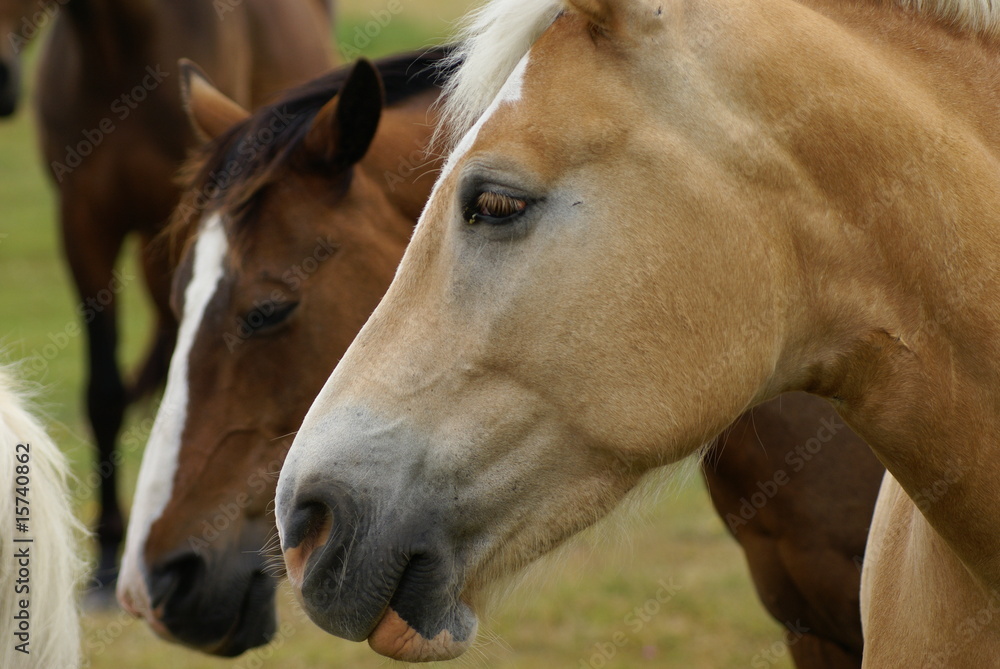 Obraz premium Pferde auf Spiekeroog