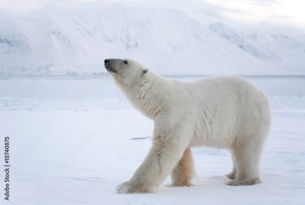 Polar bear Polar bear