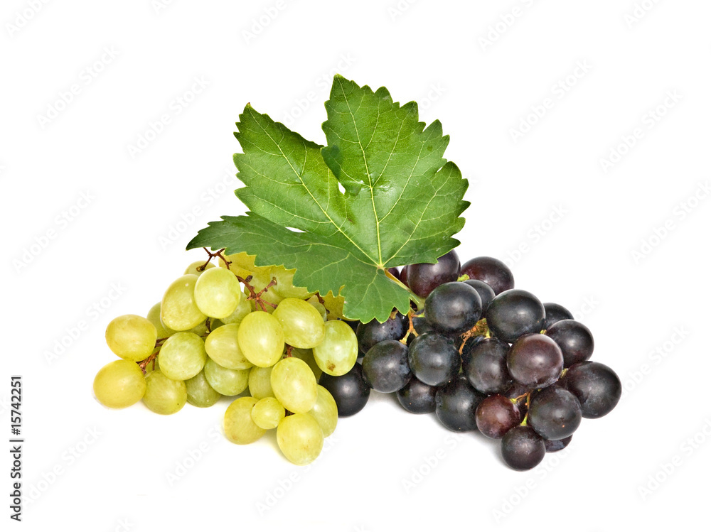 Grapevines isolated on white background Grapevines isolated on white background