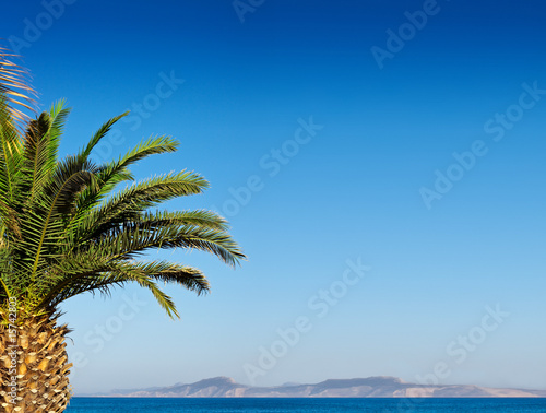 Fototapeta Naklejka Na Ścianę i Meble -  Palm tree and blue sky.