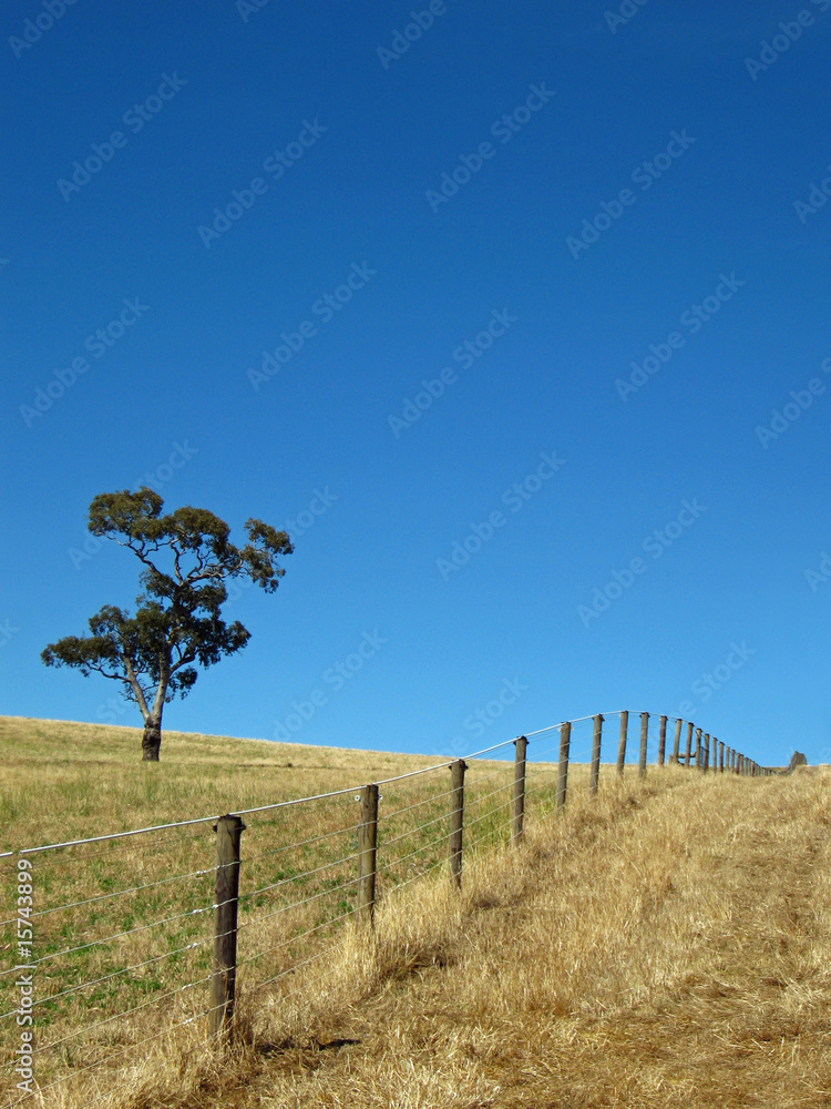 Australian countryside with single tree and fence