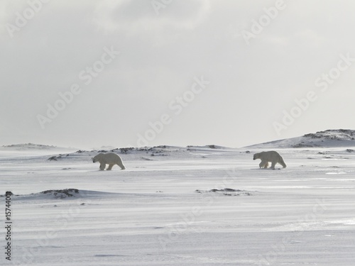 polar bears © Incredible Arctic