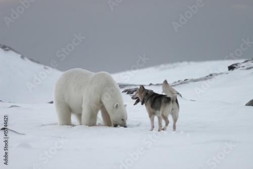 Polar bear and the dog