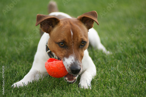 Hundebaby Jack Russel 0014 © PRCompany