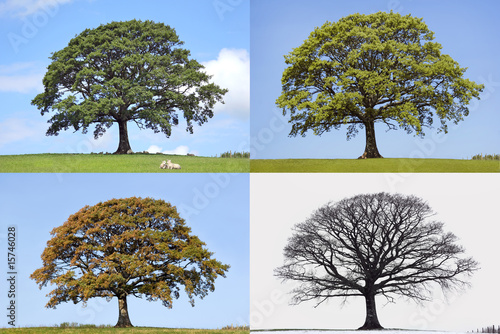 Oak Tree Four Seasons